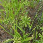 Dactyloctenium radulans Hábito
