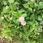 Lantana aculeata Flors