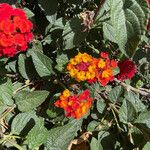 Lantana aculeata Costuma