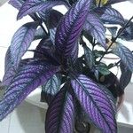 Strobilanthes auriculata Yaprak