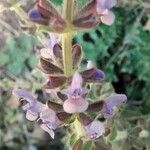 Salvia verbenaca Flor