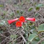 Bomarea costaricensis Květ