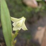 Polystachya bennettiana Flower