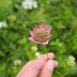 Astrantia maxima Flower