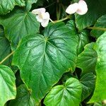 Begonia formosana Habit