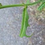 Lactuca indica Blatt