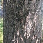 Populus nigra Coajă
