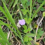 Centrosema virginianum Flower