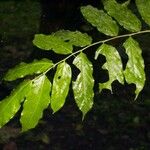 Casearia arborea Leaf