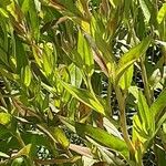 Oenothera fruticosa Leaf