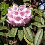 Rhododendron pudorosum Flor