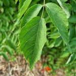 Aralia elata Leaf