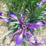 Iris reichenbachiana Flor
