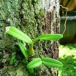 Dendrobium crumenatum Hoja