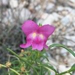 Antirrhinum australe Квітка