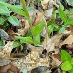 Antennaria plantaginifolia Leaf