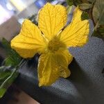 Luffa cylindrica Квітка