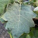 Solanum quitoense List