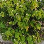 Sparrmannia africana ശീലം