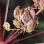 Peucedanum oreoselinum Fruit