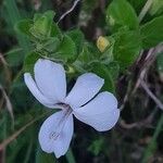 Barleria robertsoniae Květ