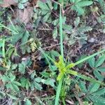 Cyperus aggregatus Ліст