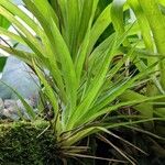 Guzmania monostachia Leaf