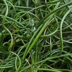 Juncus effususഇല