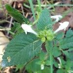 Galeopsis tetrahit Blomst