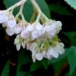 Begonia egregia Maua
