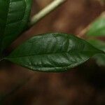 Eugenia coffeifolia Leaf