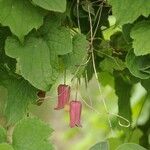 Clematis alternata Hábito