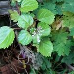 Plectranthus verticillatus Hoja