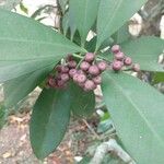 Cordia taguahyensis