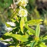 Spermacoce verticillata फूल