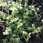 Lysimachia tenella Leaf