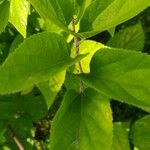 Celtis tenuifolia Foglia