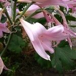 Amaryllis belladonna Цветок