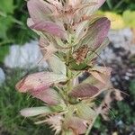 Acanthus spinosusFiore