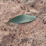 Acacia holosericea Leaf
