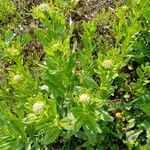 Lepidium drabaFlower