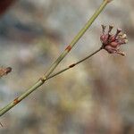 Anulocaulis annulatus Fruit