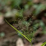 Eragrostis tenella Květ