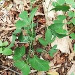 Passiflora platyloba Blad