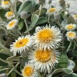 Pachystegia insignis Flor