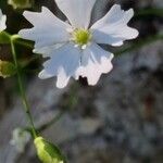 Heliosperma pusillum Flower