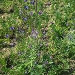 Anchusa azurea Habit