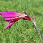 Gladiolus illyricus Lorea