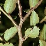 Nothofagus betuloides Bark