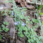 Lobelia minutula Flower